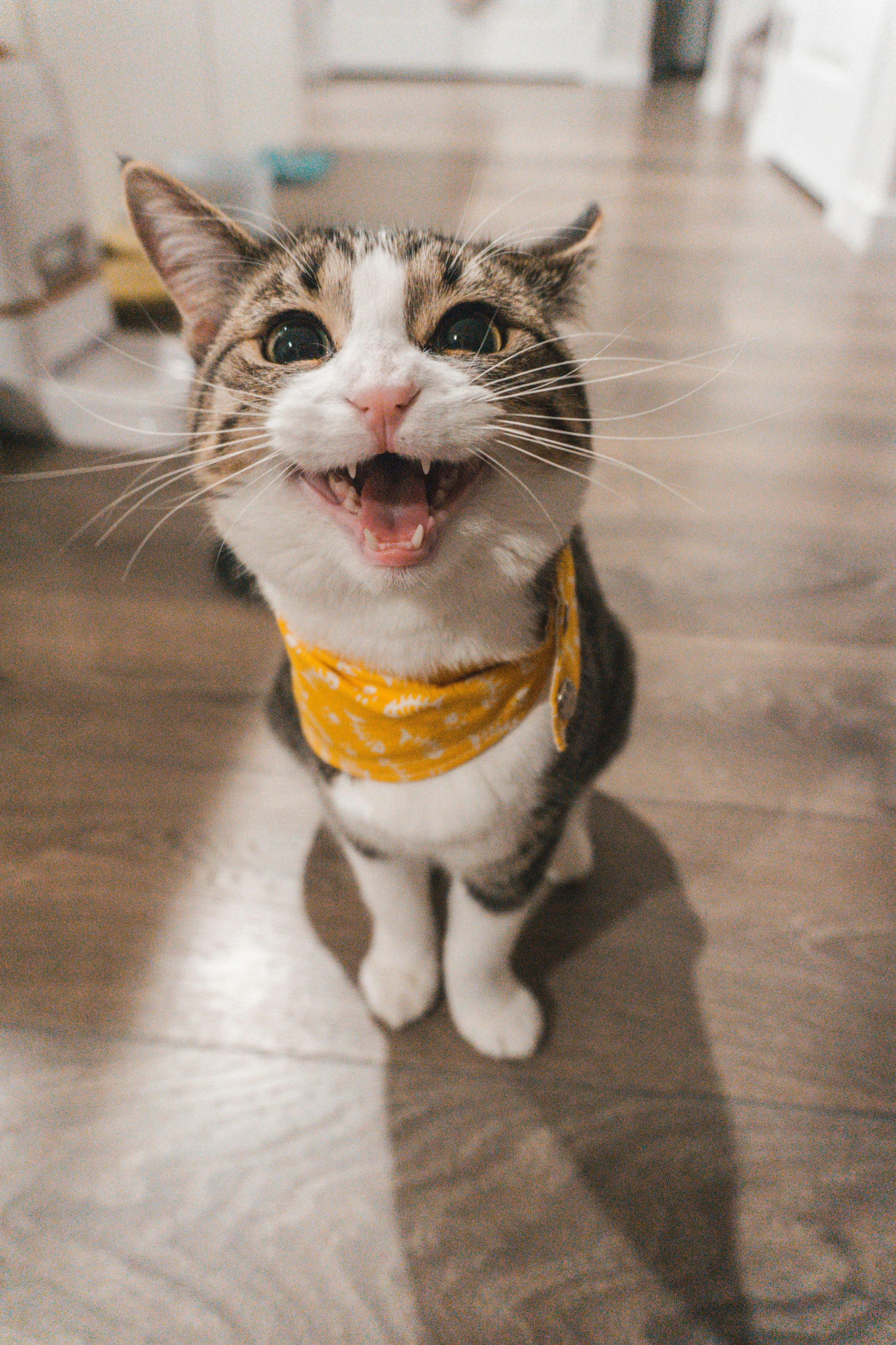 A photo of a cat in a yellow bandana meowing at the camera.